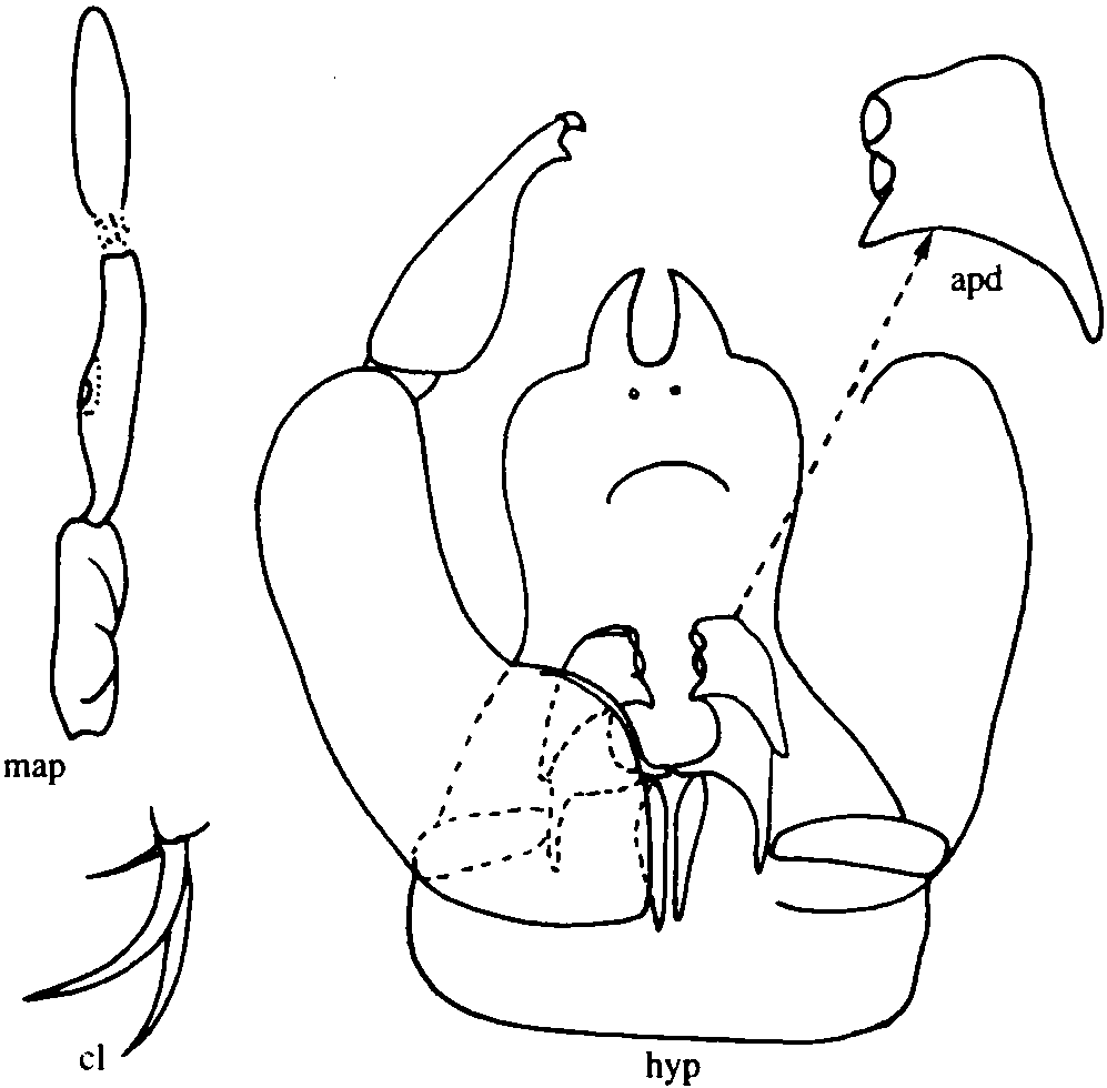 17.鼻狀細(xì)蠓